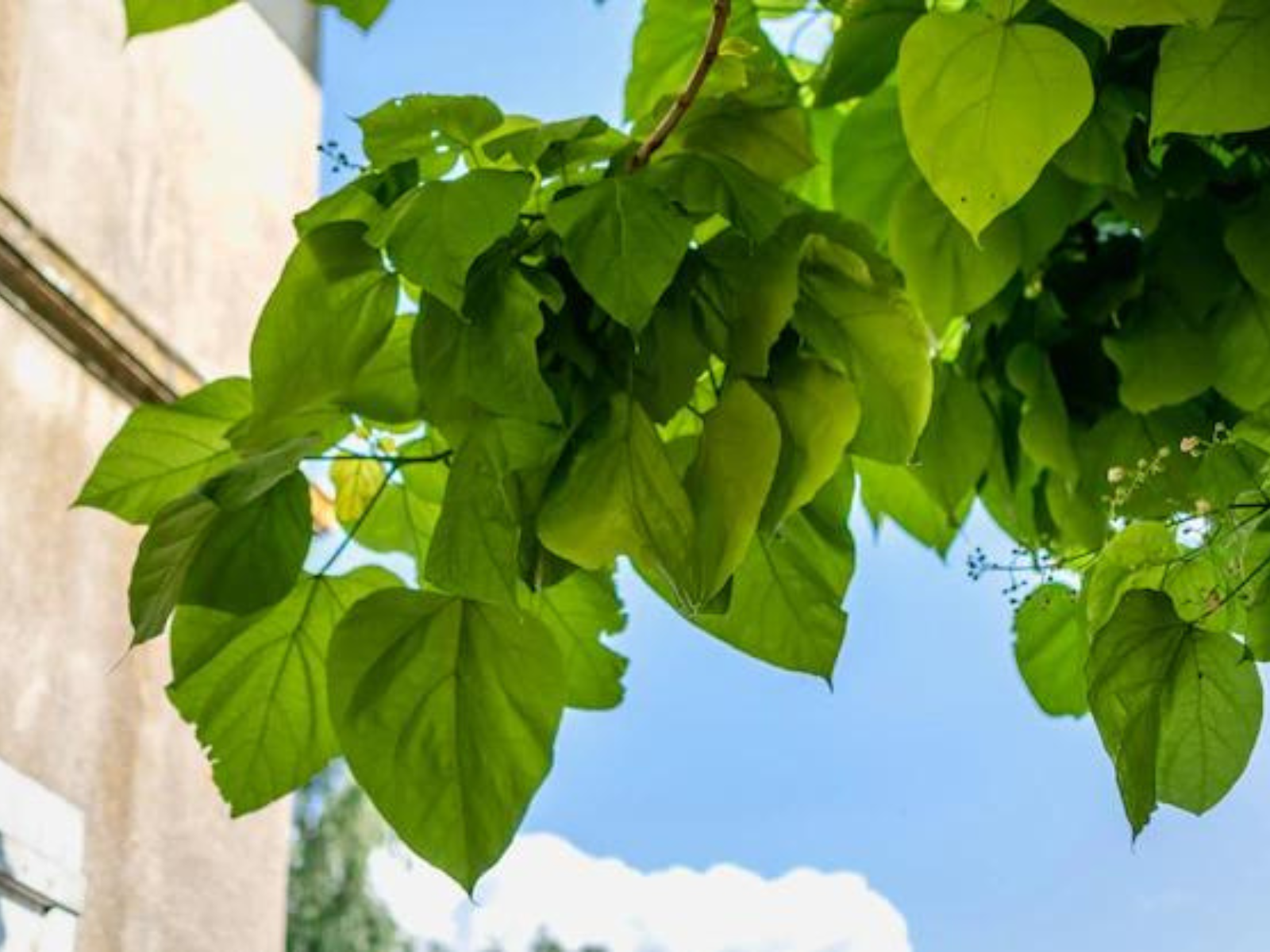 Katalpa je lepa za vrtove, a tera insekte koji nas nerviraju i bockaju
